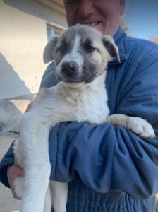 Anton a brindle Romanian rescue dog | 1 Dog at a Time Rescue UK