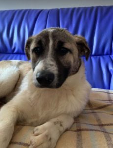 Anton a brindle Romanian rescue dog | 1 Dog at a Time Rescue UK