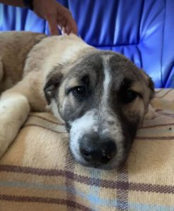 Anton a brindle Romanian rescue dog | 1 Dog at a Time Rescue UK