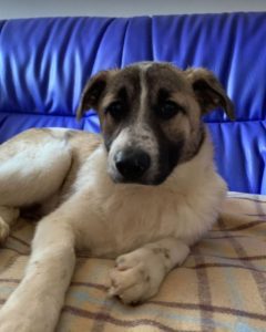 Anton a brindle Romanian rescue dog | 1 Dog at a Time Rescue UK