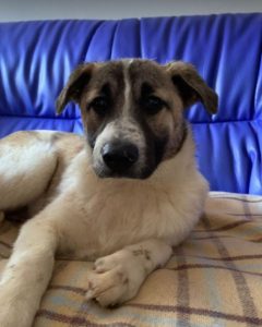 Anton a brindle Romanian rescue dog | 1 Dog at a Time Rescue UK