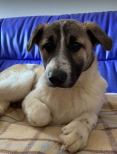 Anton a brindle Romanian rescue dog | 1 Dog at a Time Rescue UK