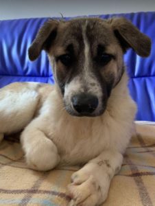 Anton a brindle Romanian rescue dog | 1 Dog at a Time Rescue UK