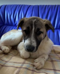 Anton a brindle Romanian rescue dog | 1 Dog at a Time Rescue UK