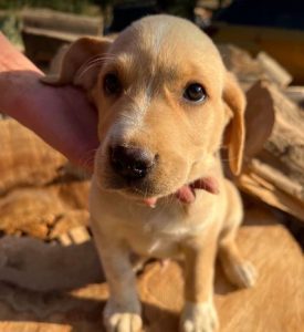 Barney a cream romanian rescue dog | 1 dog at a time rescue uk