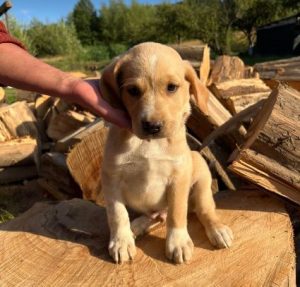 Barney a cream romanian rescue dog | 1 dog at a time rescue uk