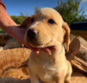 Barney a cream romanian rescue dog | 1 dog at a time rescue uk
