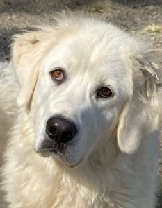 Bear a white Romanian rescue dog | 1 Dog at a Time Rescue UK
