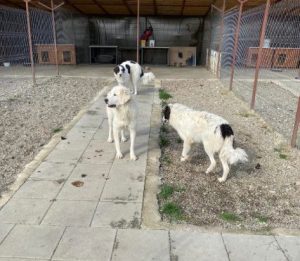 Bear a white Romanian rescue dog | 1 Dog at a Time Rescue UK