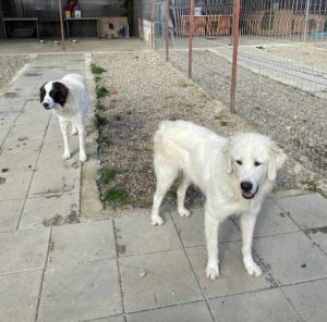 Bear a white Romanian rescue dog | 1 Dog at a Time Rescue UK