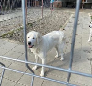 Bear a white Romanian rescue dog | 1 Dog at a Time Rescue UK