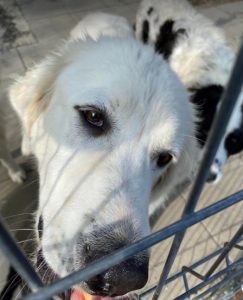 Bear a white Romanian rescue dog | 1 Dog at a Time Rescue UK