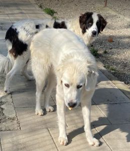 Bear a white Romanian rescue dog | 1 Dog at a Time Rescue UK