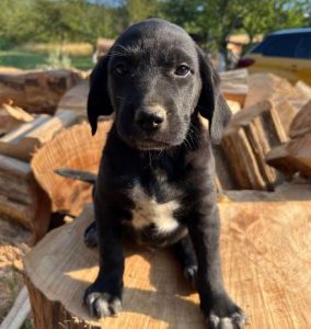 Bennie a black romanian rescue dog | 1 dog at a time rescue uk