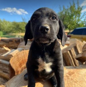 Bennie a black romanian rescue dog | 1 dog at a time rescue uk