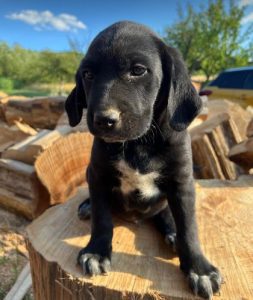 Bennie a black romanian rescue dog | 1 dog at a time rescue uk
