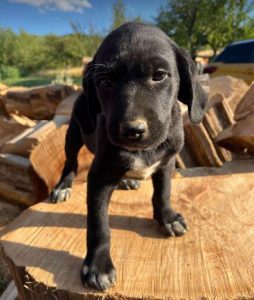 Bennie a black romanian rescue dog | 1 dog at a time rescue uk