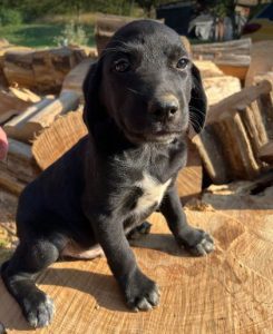 Bennie a black romanian rescue dog | 1 dog at a time rescue uk