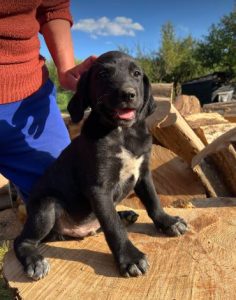 Benni a black romanian rescue dog | 1 dog at a time rescue uk