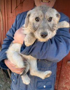 Bessie a brindle Romanian rescue dog | 1 Dog at a Time Rescue UK