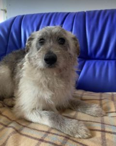 Bessie a brindle Romanian rescue dog | 1 Dog at a Time Rescue UK