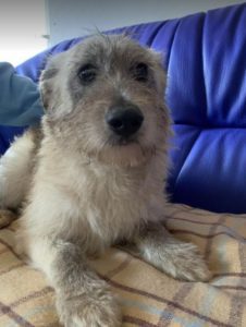 Bessie a brindle Romanian rescue dog | 1 Dog at a Time Rescue UK