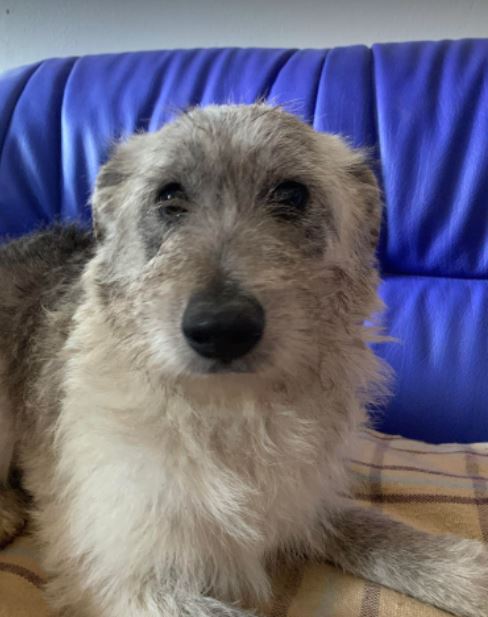 Bessie a brindle Romanian rescue dog a15 _ 1 Dog at a Time Rescue UK Bessie a brindle Romanian rescue dog | 1 Dog at a Time Rescue UK