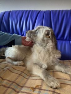 Bessie a brindle Romanian rescue dog | 1 Dog at a Time Rescue UK