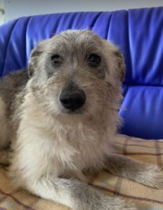 Bessie a brindle Romanian rescue dog | 1 Dog at a Time Rescue UK