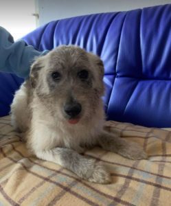 Bessie a brindle Romanian rescue dog | 1 Dog at a Time Rescue UK