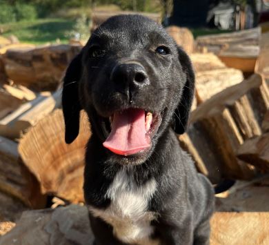 Bobbie a black romanian rescue dog | 1 dog at a time rescue uk