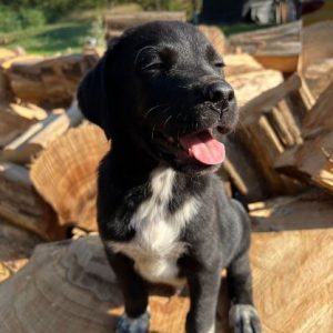 Bobbie a black romanian rescue dog | 1 dog at a time rescue uk