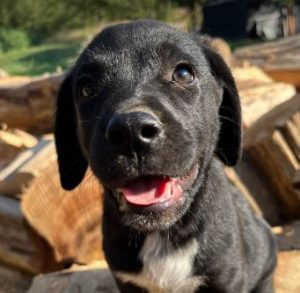 Bobbie a black romanian rescue dog | 1 dog at a time rescue uk