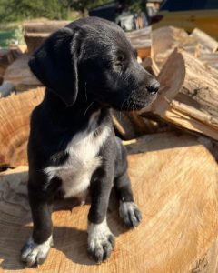 Bobbie a black romanian rescue dog | 1 dog at a time rescue uk