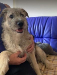 Bria a brindle Romanian rescue dog | 1 Dog at a Time Rescue UK