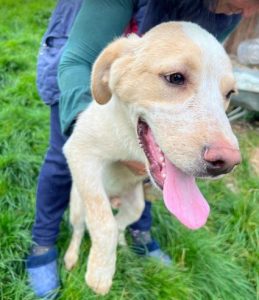 Brody a white and tan Romanian rescue dog | 1 Dog at a Time Rescue UK