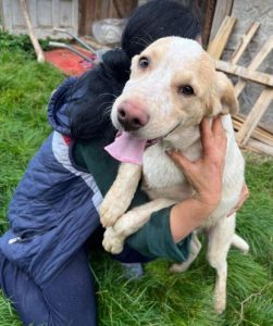 Brody a white and tan Romanian rescue dog | 1 Dog at a Time Rescue UK
