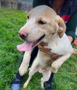 Brody a white and tan Romanian rescue dog | 1 Dog at a Time Rescue UK