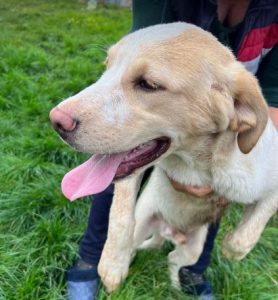 Brody a white and tan Romanian rescue dog | 1 Dog at a Time Rescue UK