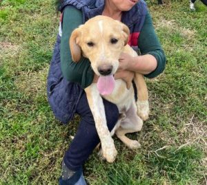 Brody a white and tan Romanian rescue dog | 1 Dog at a Time Rescue UK