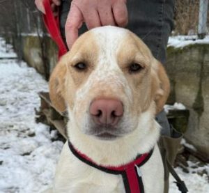 Brody a cream Romanian rescue dog | 1 dog at a time rescue UK