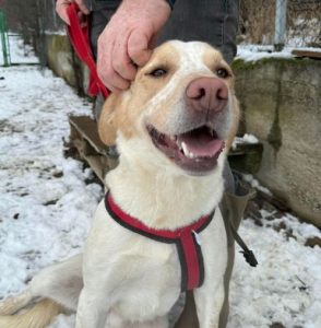 Brody a cream Romanian rescue dog | 1 dog at a time rescue UK