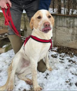Brody a cream Romanian rescue dog | 1 dog at a time rescue UK