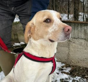 Brody a cream Romanian rescue dog | 1 dog at a time rescue UK