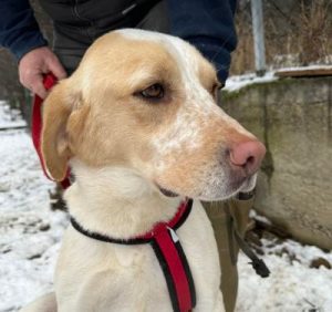 Brody a cream Romanian rescue dog | 1 dog at a time rescue UK