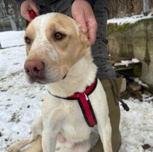 Brody a cream Romanian rescue dog | 1 dog at a time rescue UK