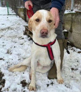 Brody a cream Romanian rescue dog | 1 dog at a time rescue UK