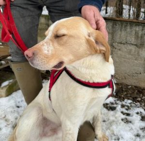 Brody a cream Romanian rescue dog | 1 dog at a time rescue UK