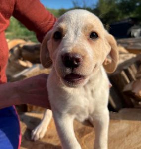 Brody a cream romanian rescue dog | 1 dog at a time rescue uk