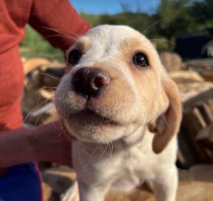 Brody a cream romanian rescue dog | 1 dog at a time rescue uk